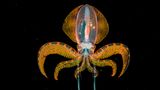 Songda Cai/ Wildlife Photographer of the Year