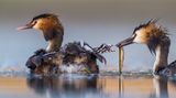 Jose Luis Ruiz Jiménez/ Wildlife Photographer of the Year