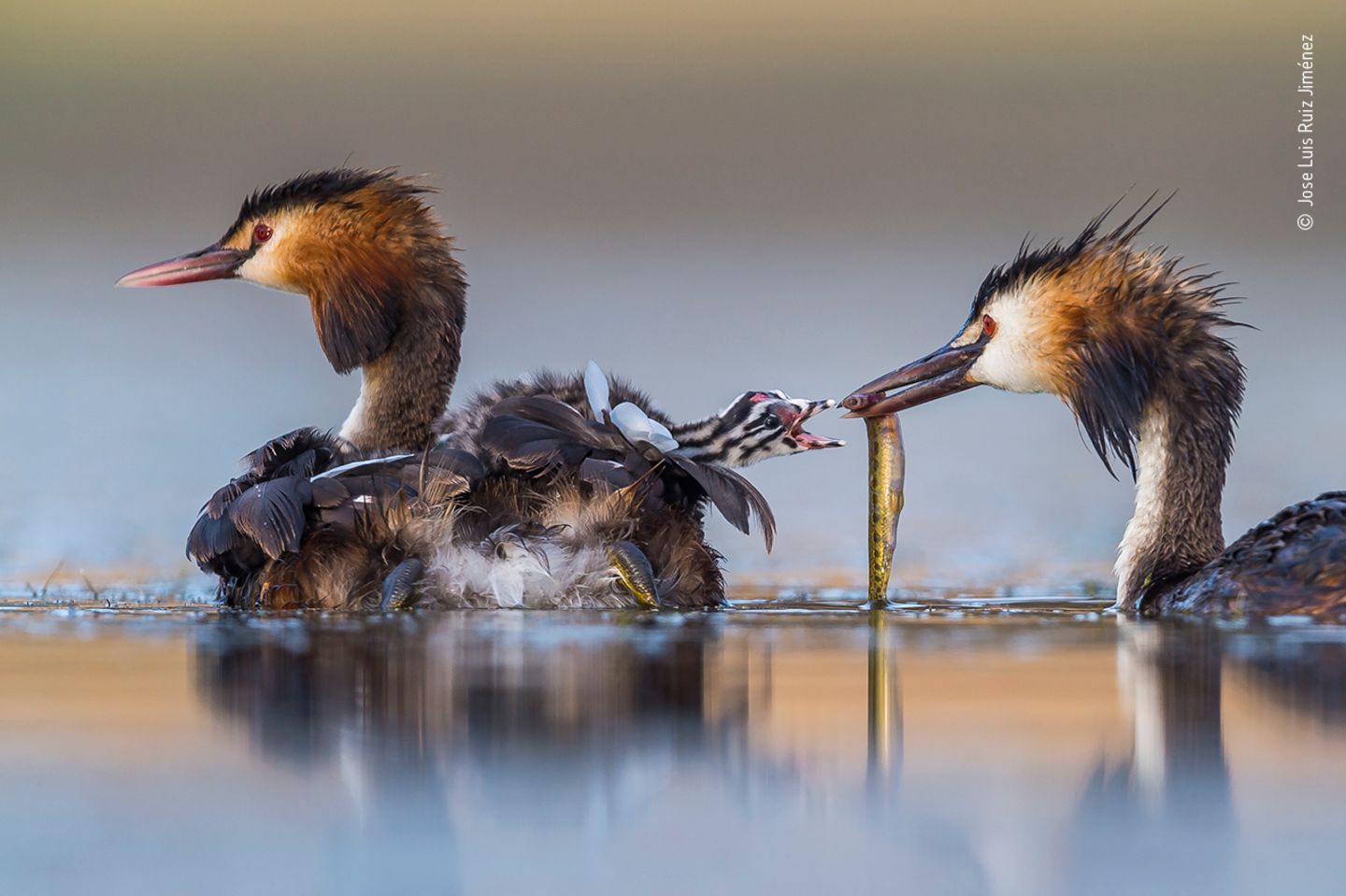 Wildlife Photographer of the Year: Das sind die besten Tierbilder des