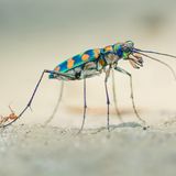 Ripan Biswas/ Wildlife Photographer of the Year