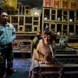 Paul Hilton/ Wildlife Photographer of the Year