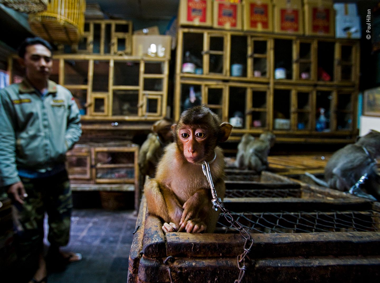 Paul Hilton/ Wildlife Photographer of the Year