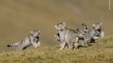 Shanyuan Li/ Wildlife Photographer of the Year