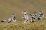 Shanyuan Li/ Wildlife Photographer of the Year