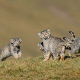 Shanyuan Li/ Wildlife Photographer of the Year