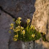 Blühender Steinbrech