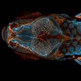 Nikon Small World 2020: die Gewinner