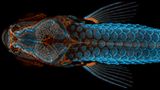 Nikon Small World 2020: die Gewinner