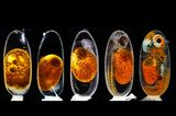 Preisgekrönte Bilder: Klein, aber spektakulär: Zehn Highlights der Mikroskop-Fotografie - Bild 2