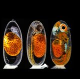 Preisgekrönte Bilder: Klein, aber spektakulär: Zehn Highlights der Mikroskop-Fotografie - Bild 2