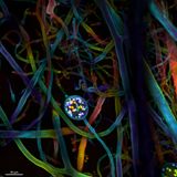 Preisgekrönte Bilder: Klein, aber spektakulär: Zehn Highlights der Mikroskop-Fotografie - Bild 4