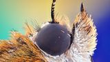 Preisgekrönte Bilder: Klein, aber spektakulär: Zehn Highlights der Mikroskop-Fotografie - Bild 5