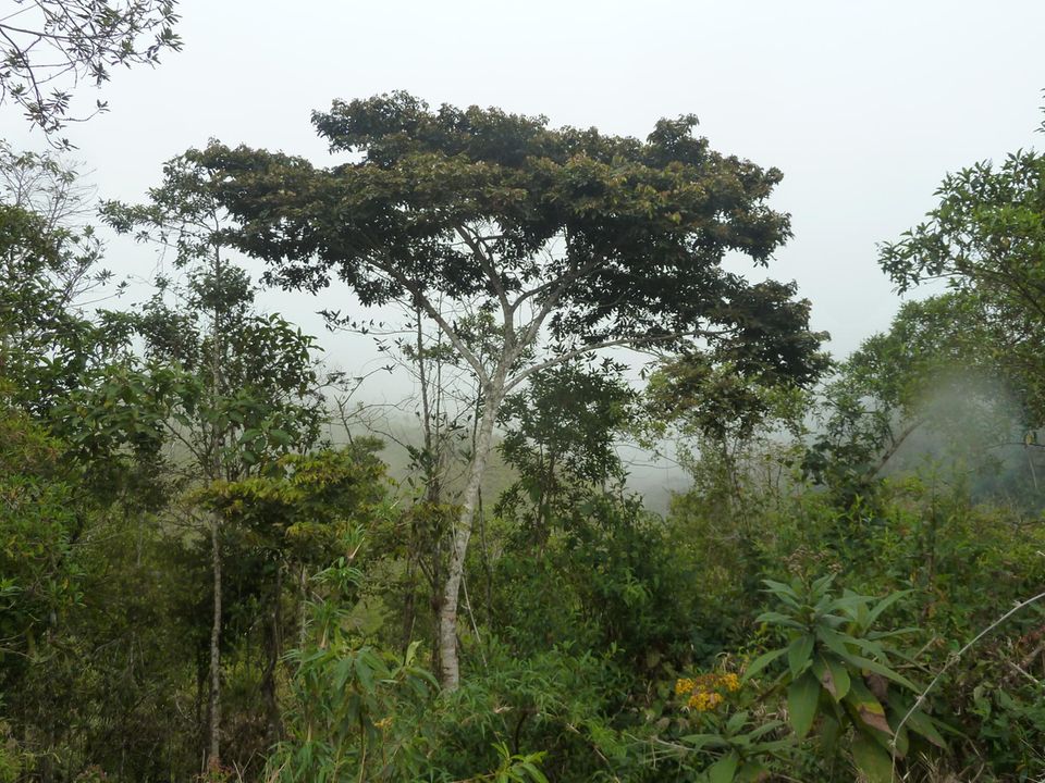 Der Guaba (Inga Edulis) ist ein immergrüner Baum mit ausladender Baumkrone. Die Pulpe, in denen die Bohnen liegen, wird direkt aus den Hülsenfrüchten heraus gegessen oder es wird zu süßen Nachspeisen verarbeitet, daher auch der Name "ice-cream bean". Pflanzungen der Bäume verbessern die Bodenqualität und verhindern Erosion