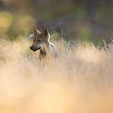 Wolfswelpe aus Sachsen