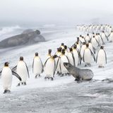 GDT ENJ 2020, Ben Cranke