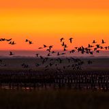 Nationalpark Vadehavet: Ruhig und weitläufig - ein Besuch im dänischen Wattenmeer - Bild 4
