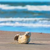 Nationalpark Vadehavet: Ruhig und weitläufig - ein Besuch im dänischen Wattenmeer - Bild 2