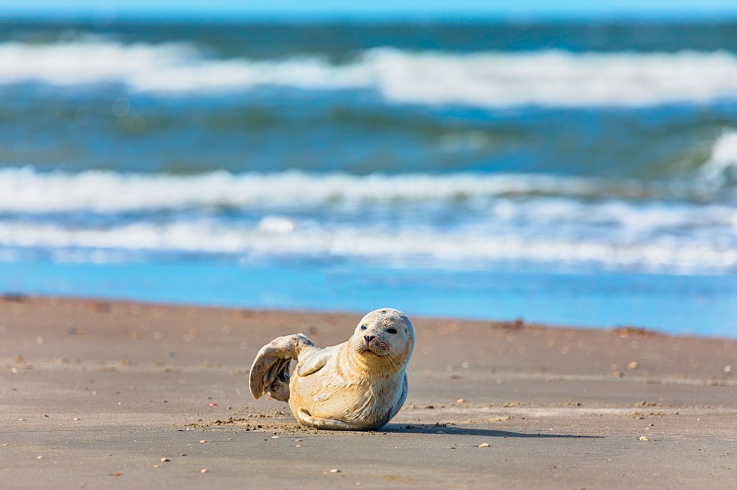 Nationalpark Vadehavet: Ruhig und weitläufig - ein Besuch im dänischen Wattenmeer - Bild 2 Nationalpark Vadehavet: Ruhig und weitläufig - ein Besuch im dänischen Wattenmeer - Bild 2