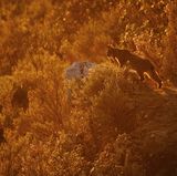 GDT ENJ 2020, Andrés Domínguez Blanco