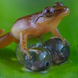 GDT ENJ 2020, Jaime Culebras