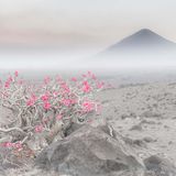 GDT ENJ 2020, Marco Gaiotti