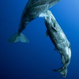 GDT ENJ 2020, Mike Korostelev