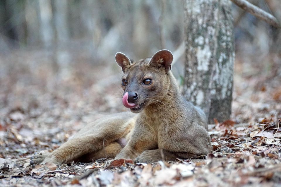 Tiere: Perfekte Tarnung: Mit ihrem kurzen, rotbraunen Fell sind Fossas im Unterholz der Wälder Madagaskars kaum auszumachen