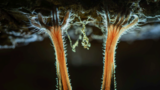 Fotografie: Europäischer Naturfotograf des Jahres: Das sind die Gewinnerbilder - Bild 5