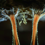 Fotografie: Europäischer Naturfotograf des Jahres: Das sind die Gewinnerbilder - Bild 5