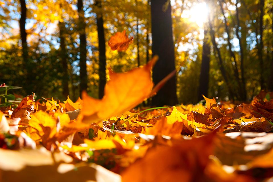 Herbst im Wald