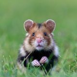 Feldhamster