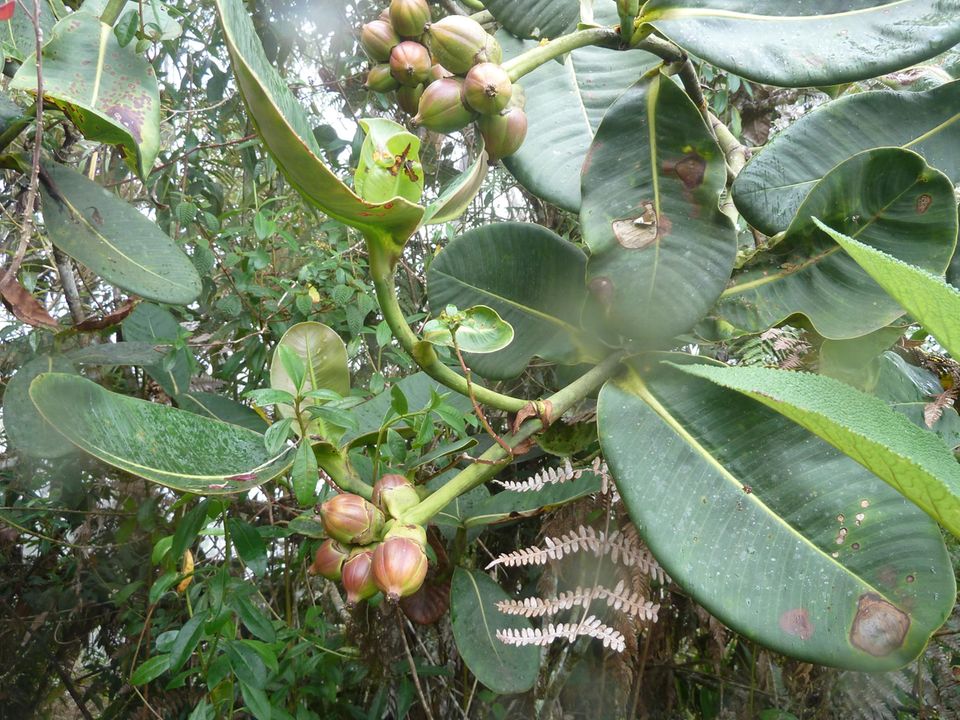 Ecuador: Der Einsatz von Guandero ist nützlich, um beschädigte Gebiete im Nebelwald wieder zu heimischen Lebensräumen zu verhelfen Ecuador: Der Einsatz von Guandero ist nützlich, um beschädigte Gebiete im Nebelwald wieder zu heimischen Lebensräumen zu verhelfen