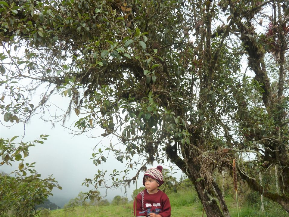 Ecuador: Der so genannte Motilón hat Früchte, die an eine kleine Pflaume erinnern. Sie sind reich an Anthocyanen (antioxidative Substanzen), färben Lippen und Hände purpurrot und sind sehr beliebt bei Vögeln und anderen Waldbewohnern Ecuador: Der so genannte Motilón hat Früchte, die an eine kleine Pflaume erinnern. Sie sind reich an Anthocyanen (antioxidative Substanzen), färben Lippen und Hände purpurrot und sind sehr beliebt bei Vögeln und anderen Waldbewohnern
