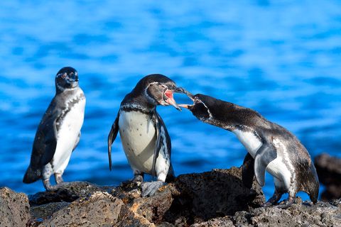 Galapagos Pinguin