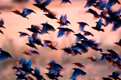 Fliegen