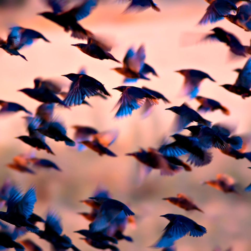 Fliegen