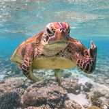 Mark Fitzpatrick/Comedy Wildlife Photography Award Winners 2020