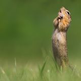 Roland Kranitz/Comedy Wildlife Photography Award Winners 2020