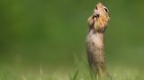Roland Kranitz/Comedy Wildlife Photography Award Winners 2020