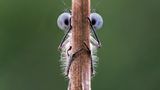Tim Hearn/Comedy Wildlife Photography Award Winners 2020