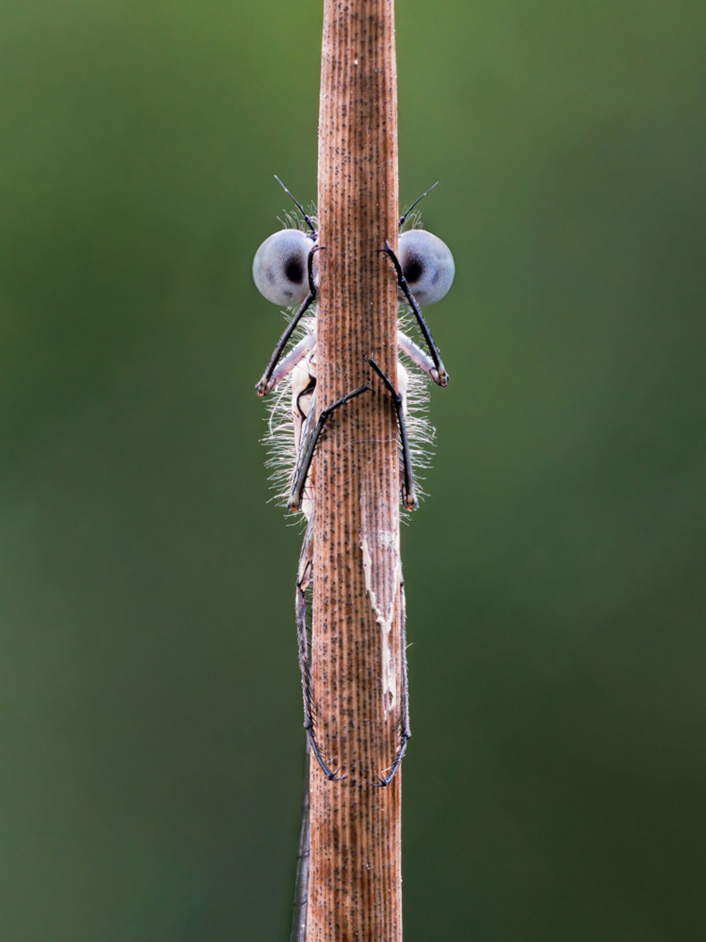 Comedy Wildlife Awards: Die lustigsten Tierfotos des Jahres - Bild 3 Tim Hearn/Comedy Wildlife Photography Award Winners 2020