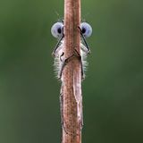 Tim Hearn/Comedy Wildlife Photography Award Winners 2020