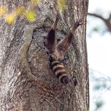 Charlie Davidson/Comedy Wildlife Photography Award Winners 2020