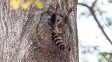 Charlie Davidson/Comedy Wildlife Photography Award Winners 2020