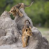 Olin Rogers/Comedy Wildlife Photography Award Winners 2020