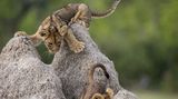 Olin Rogers/Comedy Wildlife Photography Award Winners 2020
