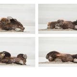 Daisy Gilardini/Comedy Wildlife Photography Award Winners 2020