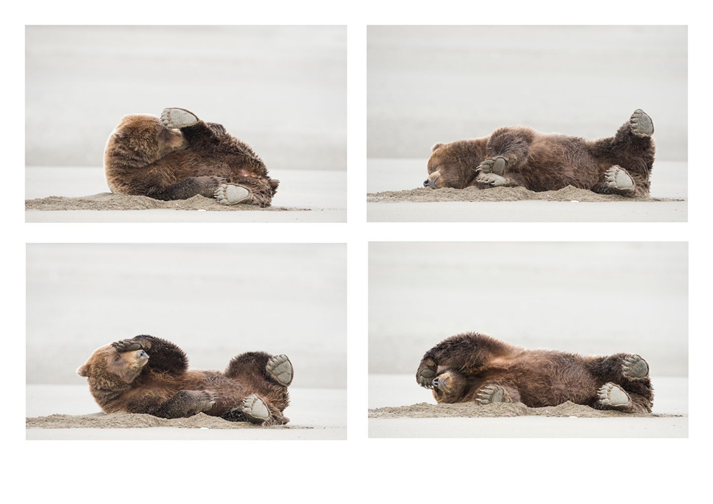 Comedy Wildlife Awards: Die lustigsten Tierfotos des Jahres - Bild 6 Daisy Gilardini/Comedy Wildlife Photography Award Winners 2020