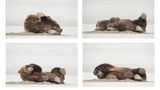 Daisy Gilardini/Comedy Wildlife Photography Award Winners 2020