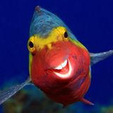 Arthur Telle Thiemenn/Comedy Wildlife Photography Award Winners 2020